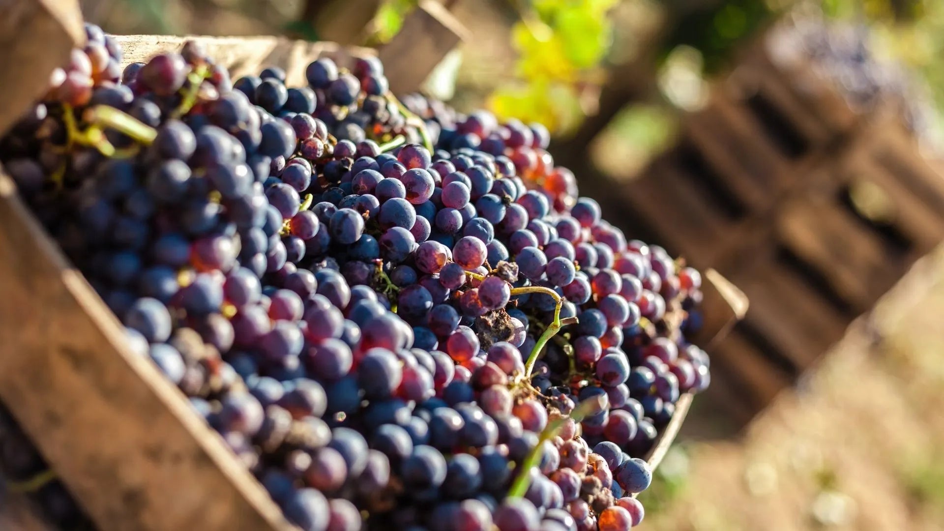 Il tempo della vendemmia