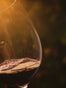 immagine vino documentario
